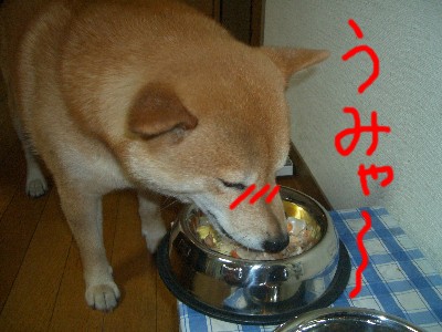 チラシうみゃ〜