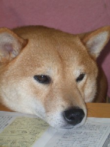 テールブ
