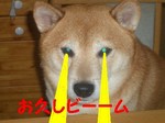 ビームs.jpg