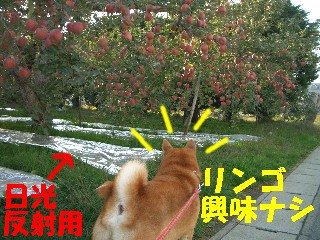 リンゴと