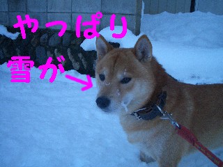 雪ついた
