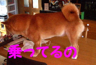 テーブル1