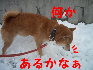 雪見る