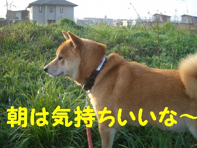 朝じょー