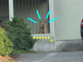 畑犬