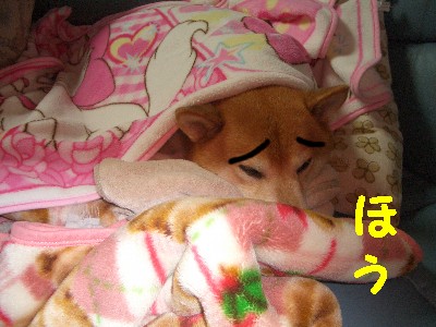 毛布インs.jpg