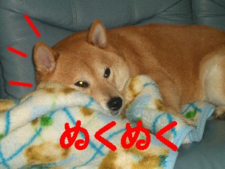 もふ1